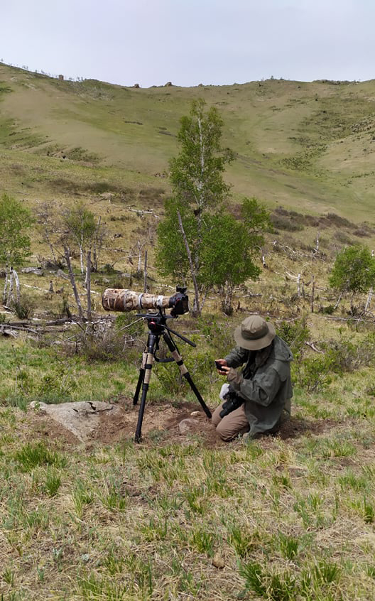 mongolia birding tours